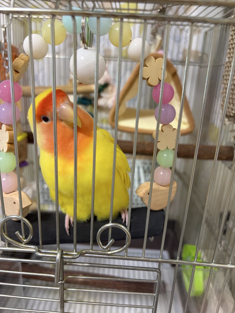 まる備長炭止まり木工房 (@marutomarigi) / Posts / X