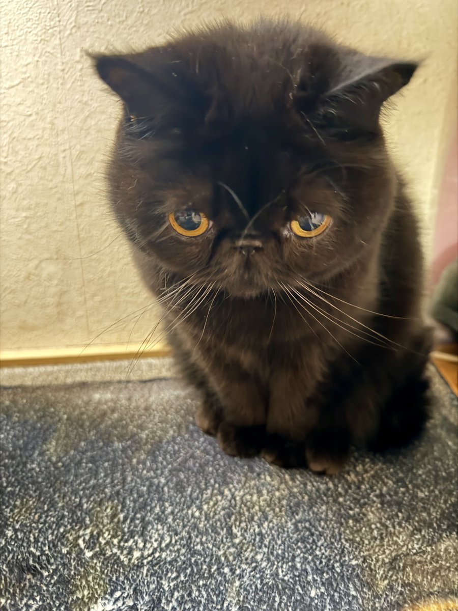 しぃちゃん (@shi_chan347) / Posts / X