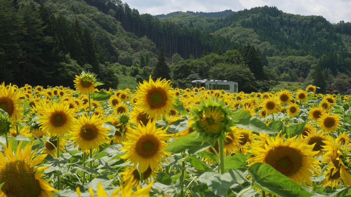 上郷町足ヶ瀬のひまわり畑が見ごろを迎えました！ 行って見たら