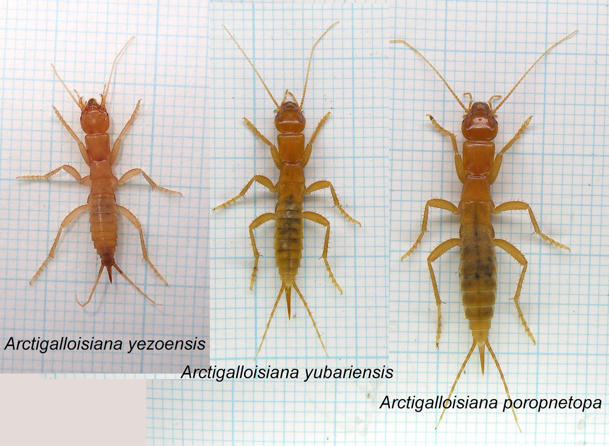 gecko / the eccentric explorer 𓆣 (@gecko28651371) / Posts / X