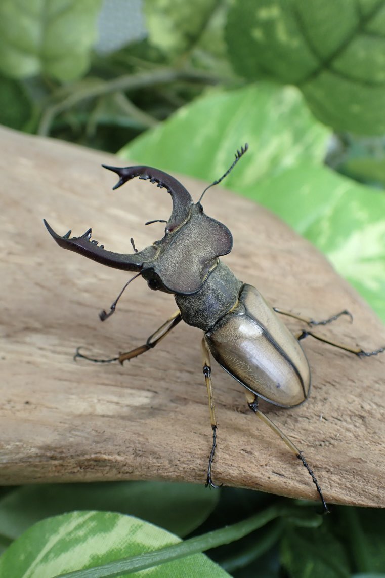 Sparkle Beetle (@BeetleSparkle) / Posts / X