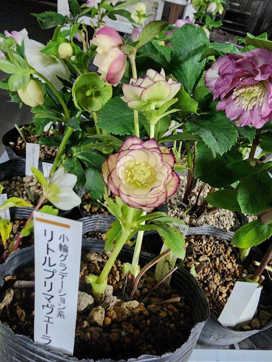 ガーデンセンター瑞穂店】 ～クリスマスローズ入荷情報～ ＃加藤農園