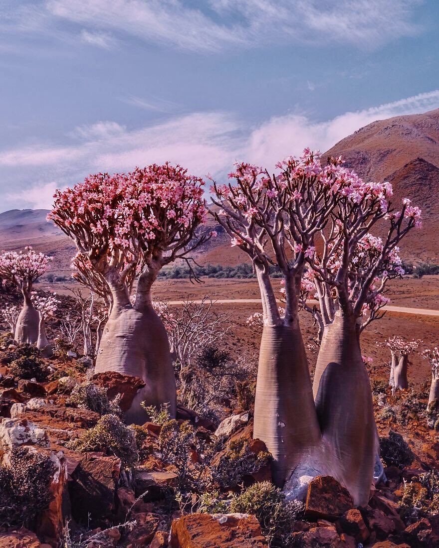 The Socotra Island in Yemen has long been a land of mystery