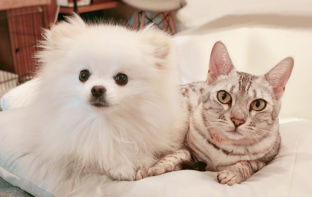 おこめ屋 (@chimaki0328) / Posts / X