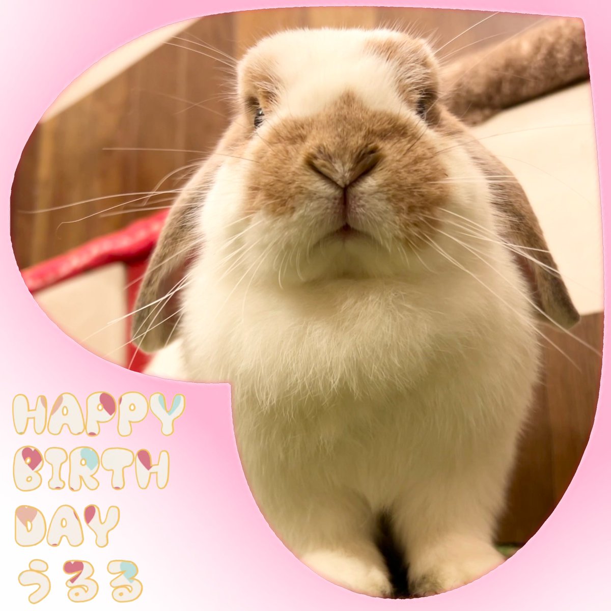 本日12:00～オープン致しました🐰 🎉HAPPY BIRTHDAY🎉 🍀べる🍀 🍀ちゃ