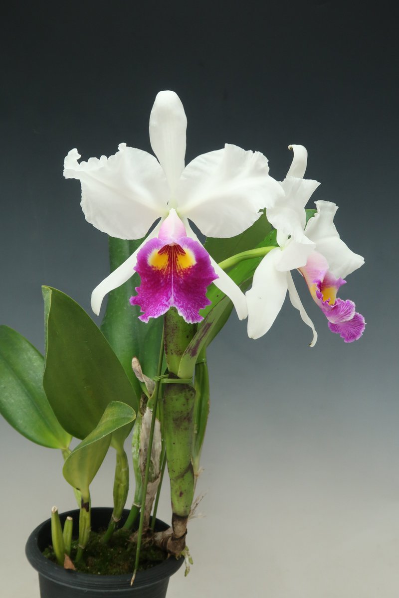 90年ほど前から日本にあるカトレアが久しぶりに開花しました