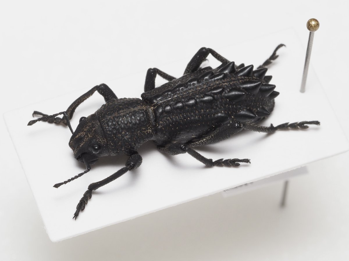 知る人ぞ知る！オーストラリアの異形ゾウムシGagatophorus！ 知る人ぞ