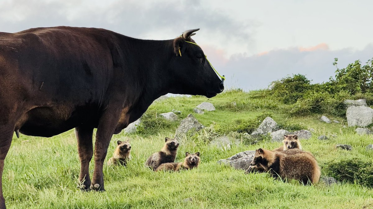 結局今日だけで30匹くらいたぬき見れましたテンション上がりすぎて