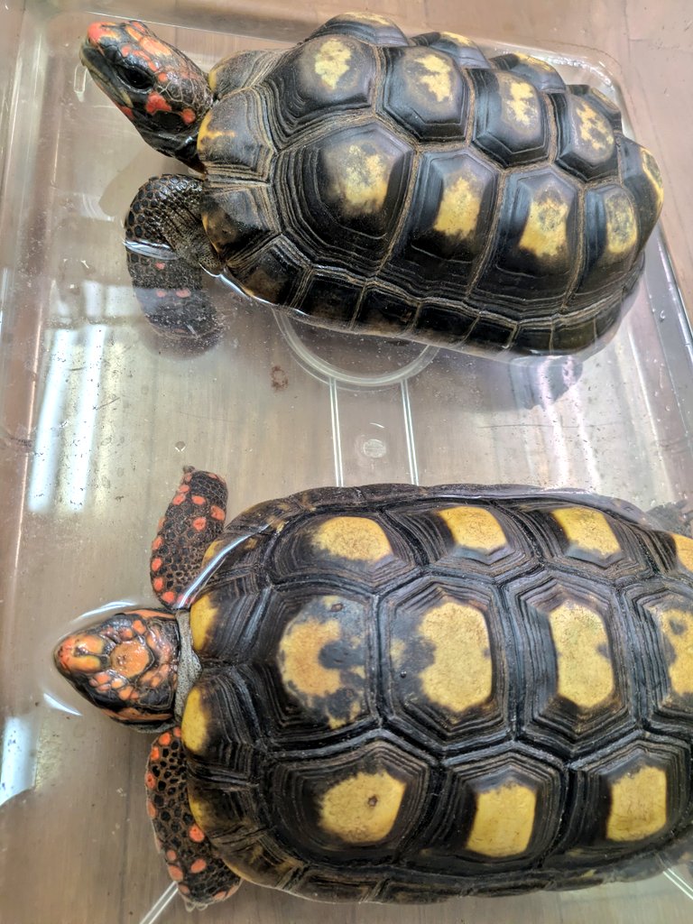 ももれおん😺 (@momoleon2357) / Posts / X