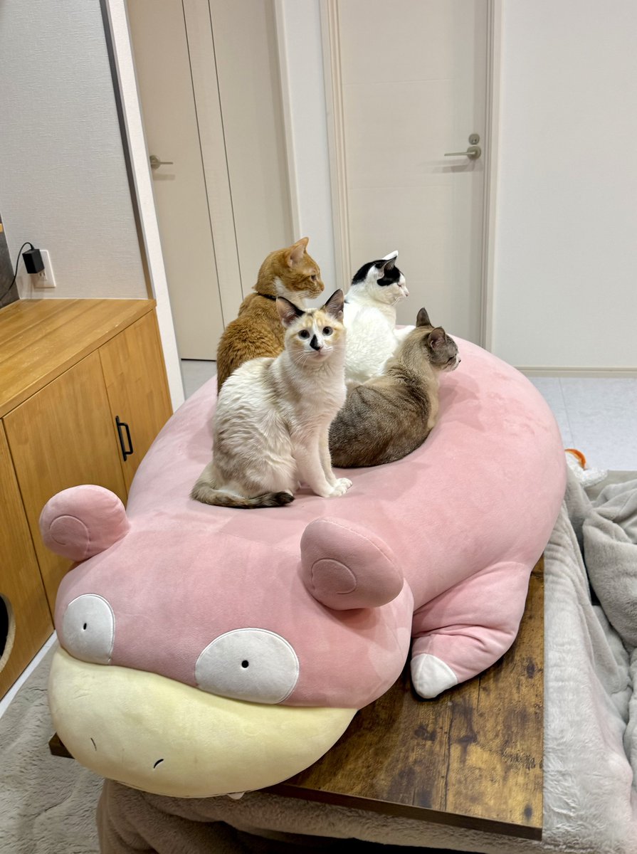 ヤドン、本当に人気スポットすぎる