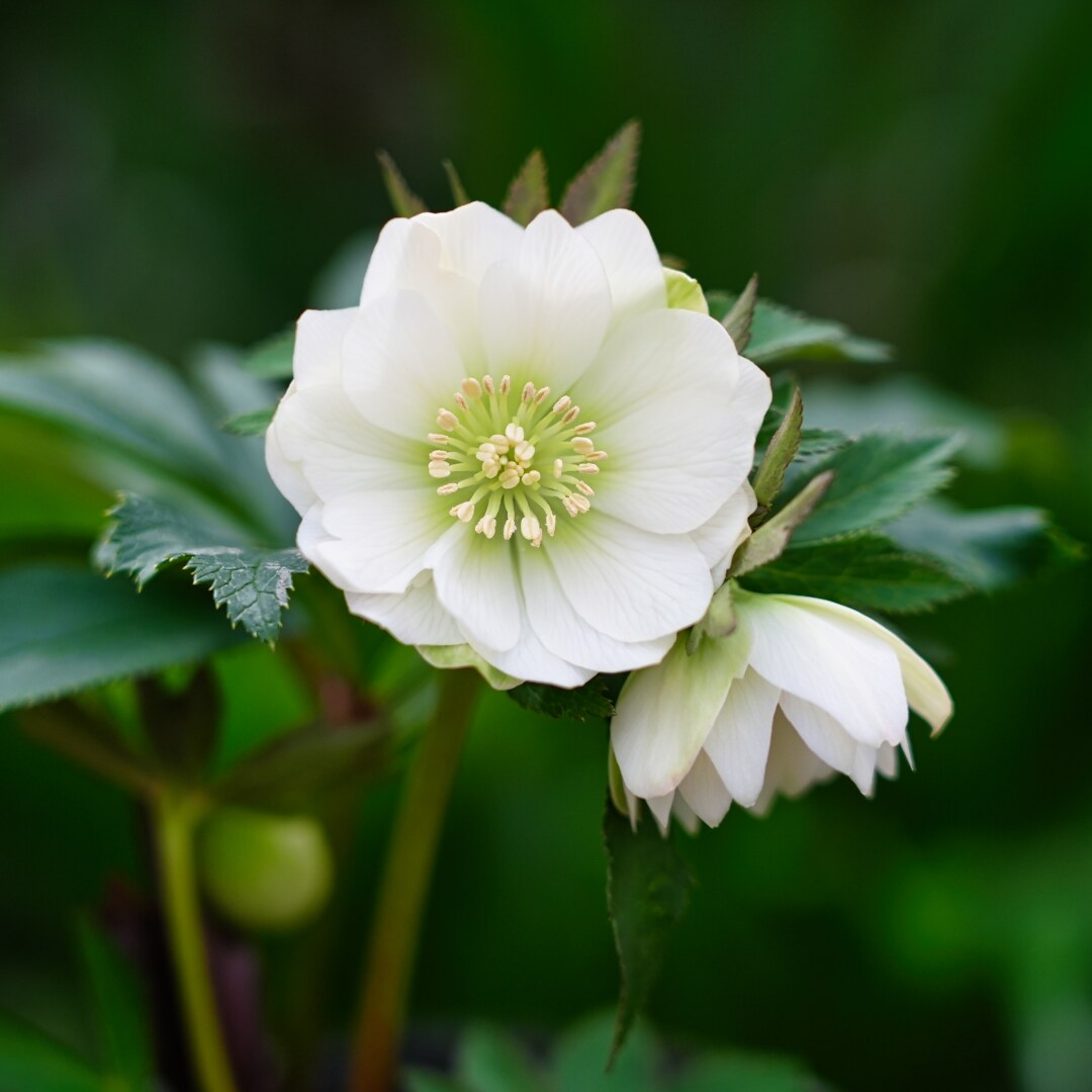 音ノ葉】高橋育苗のクリスマスローズが新入荷‼ 3月15日（土）から販売