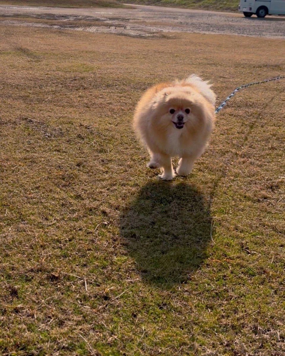 ポメラニアンこまめ (@gfPaOgtThRvy6QP) / Posts / X