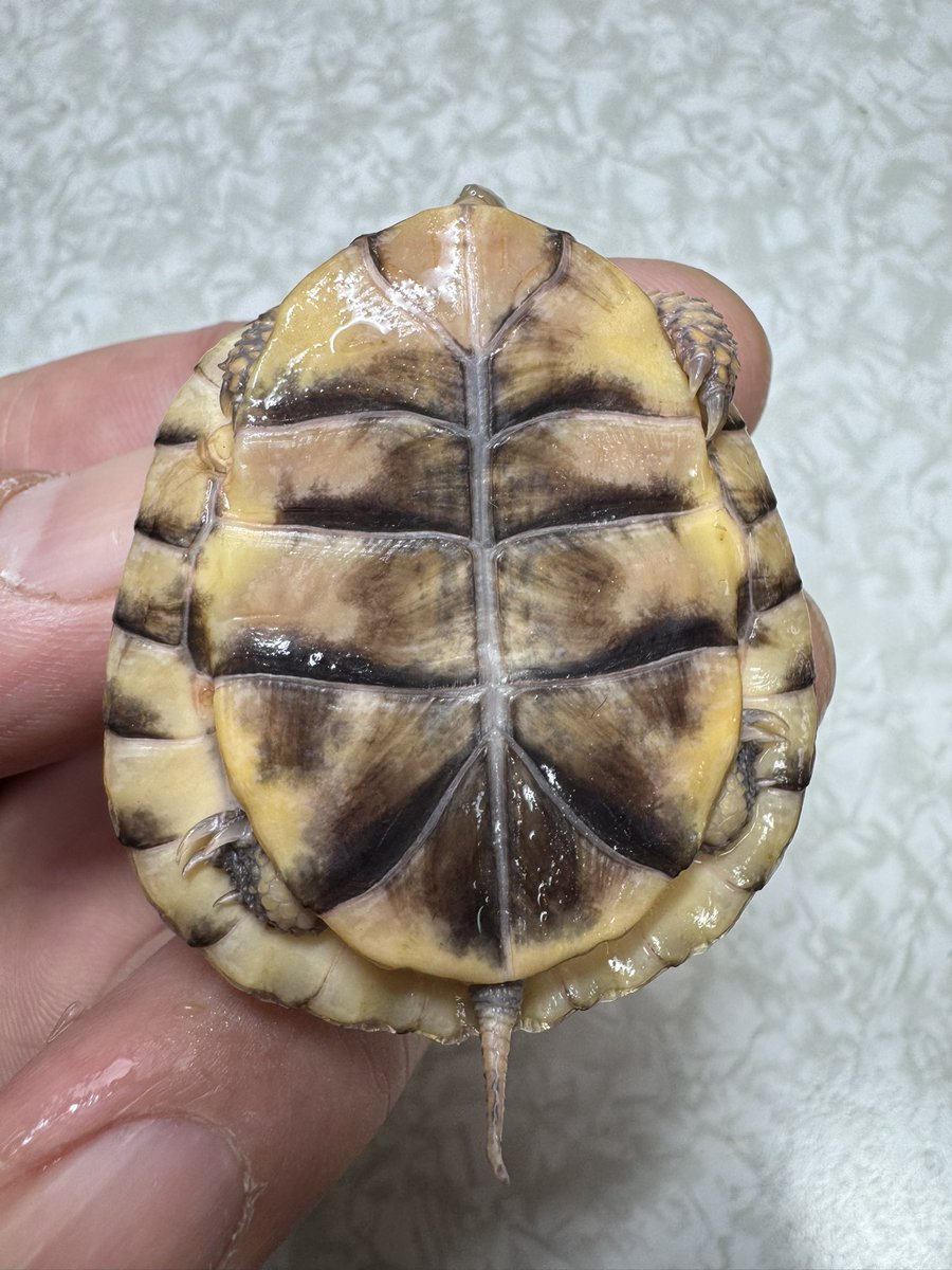 tito (@34_wgnc) / Posts / X