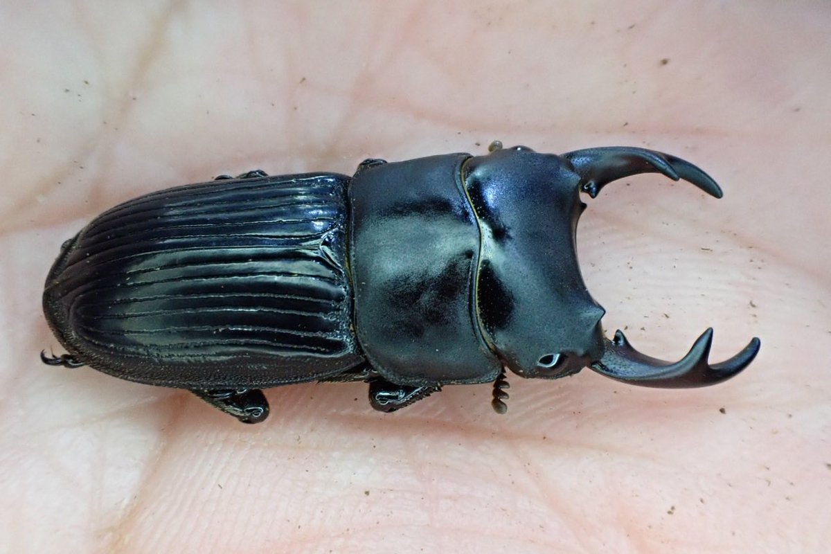 Sparkle Beetle (@BeetleSparkle) / Posts / X