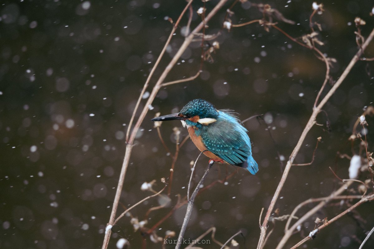 栗きんとん🌰 (@redzone178) / Posts / X