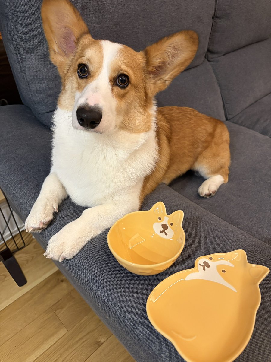 コーギーのゆきち📯 (@corgi_yukichi) / Posts / X