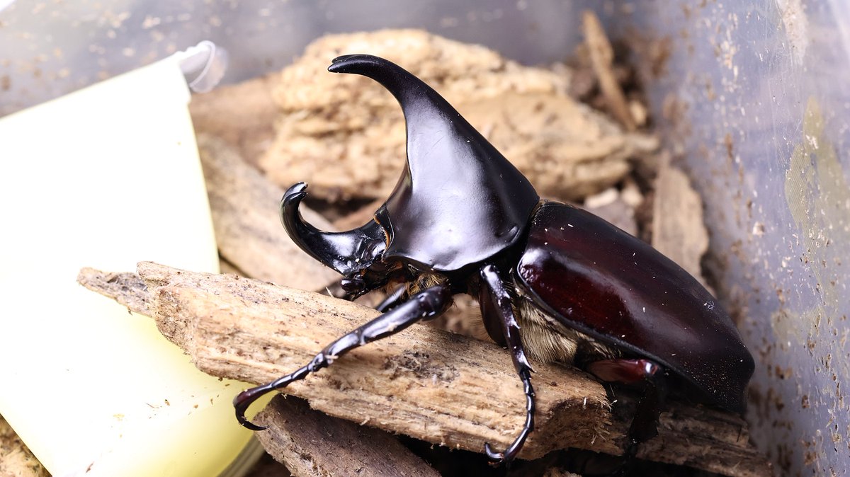 蕭聖翰 (@oba72367r) / Posts / X