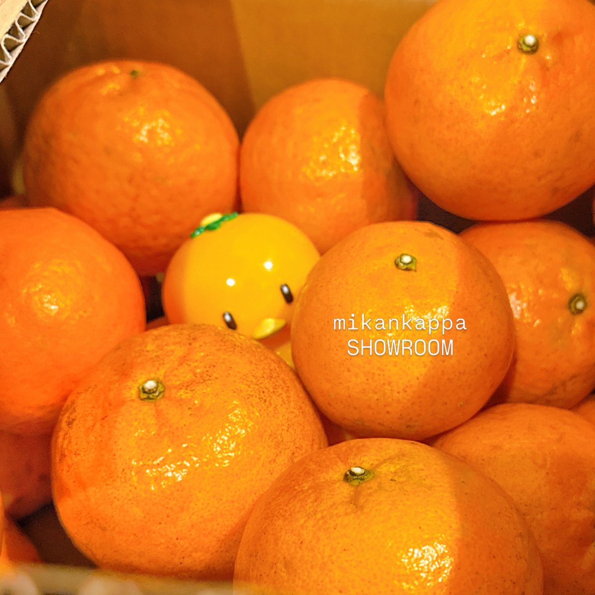 こんにちは🍊 2月25日水曜日、SHOWROOM、オープンしております