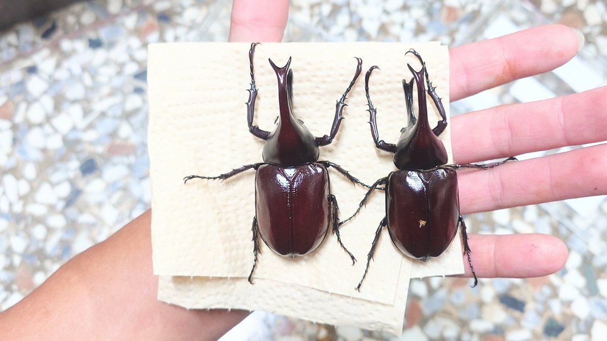 蕭聖翰 (@oba72367r) / Posts / X