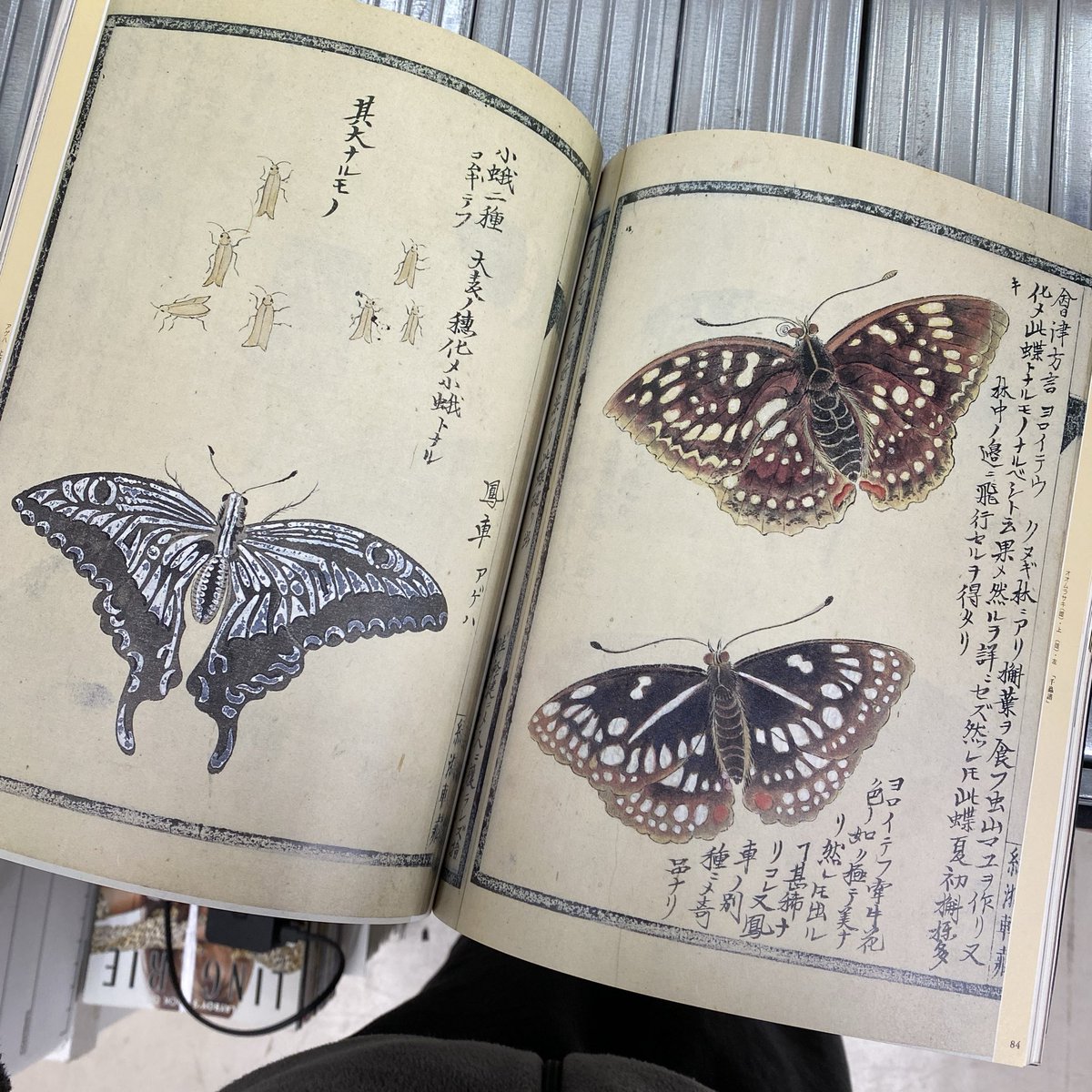 2月24日openしました。今日の気になる本「江戸の動植物図」。江戸時代