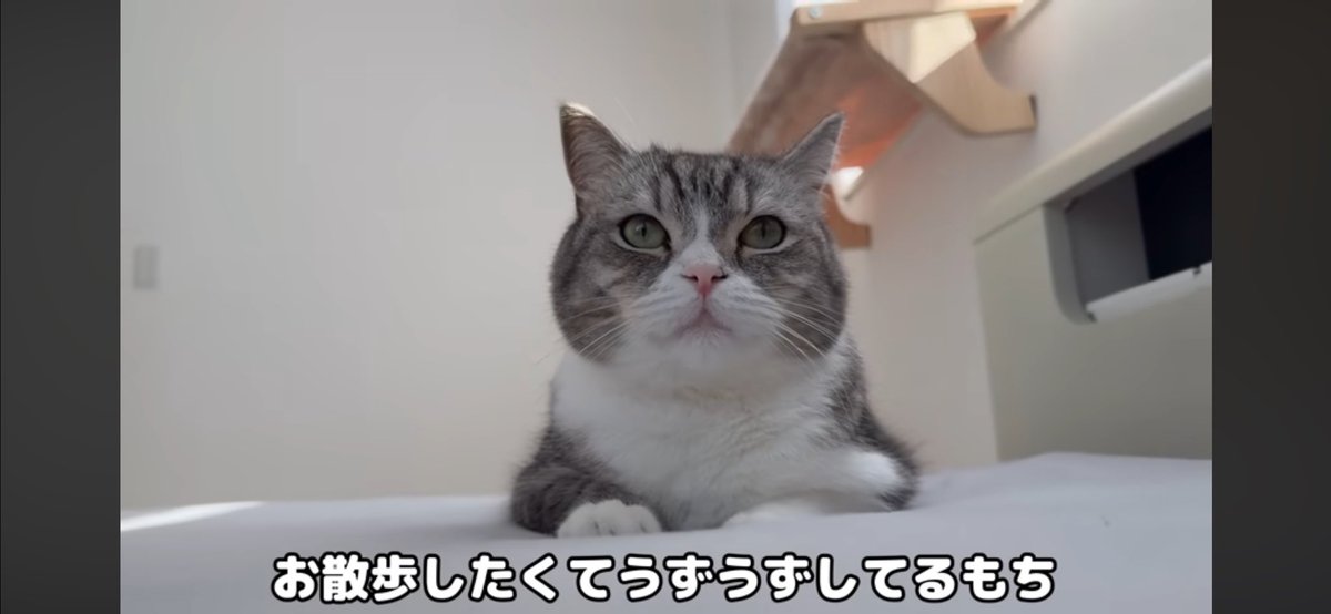 もちまる日記