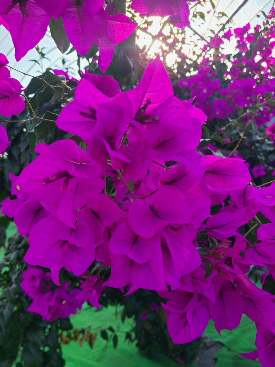 Flowers Community on X - 139.5K Members