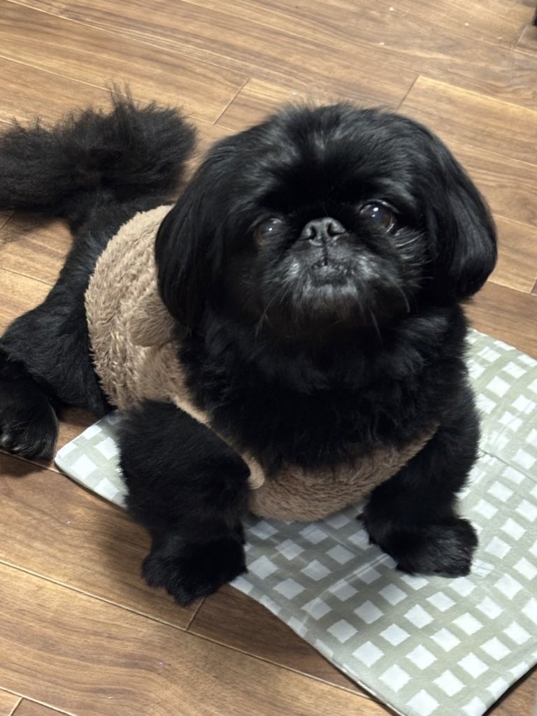 👈3ヶ月 9歳半👉