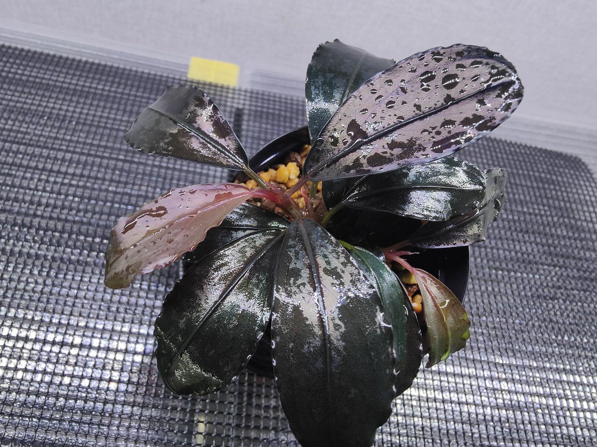 キボーデコ (@kiboudeko) / Posts / X