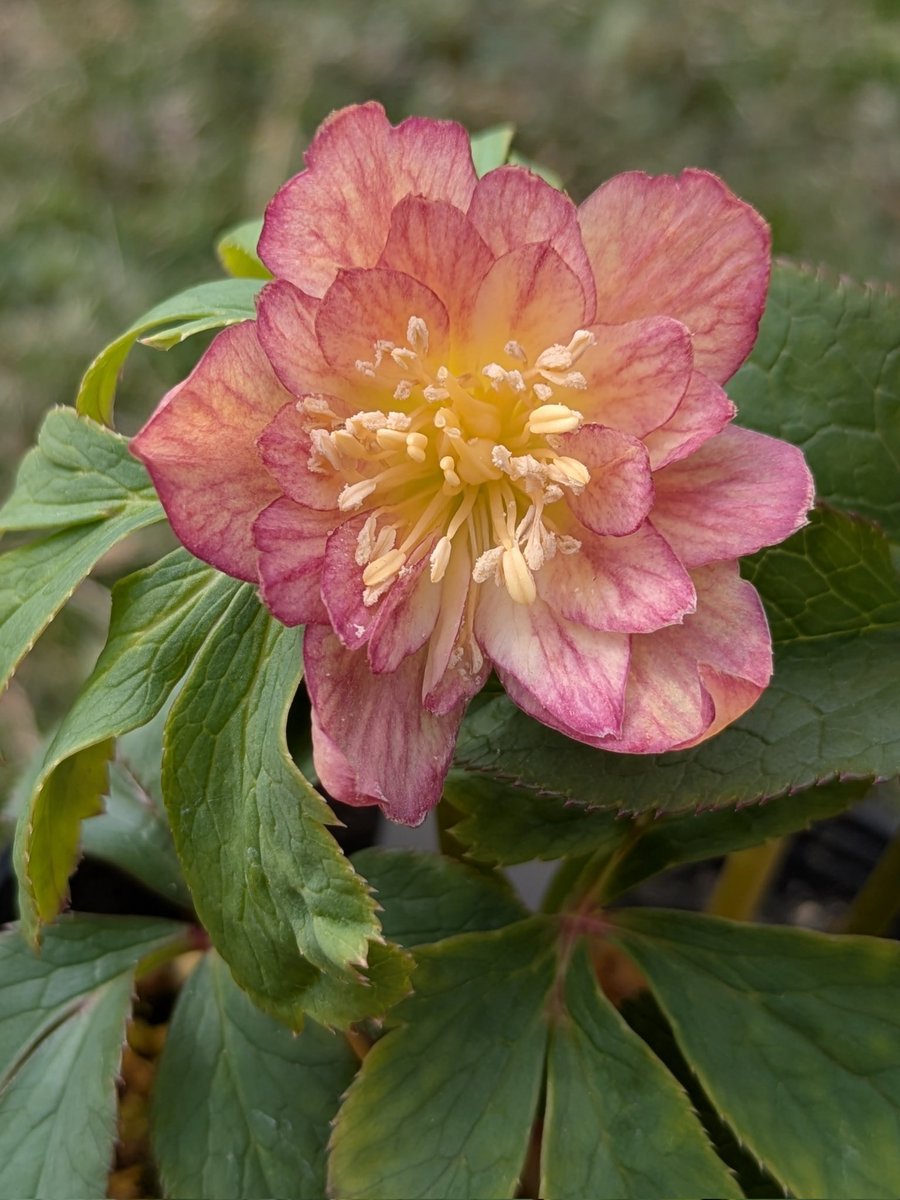 蜃気楼 (クリスマスローズの世界展2026)