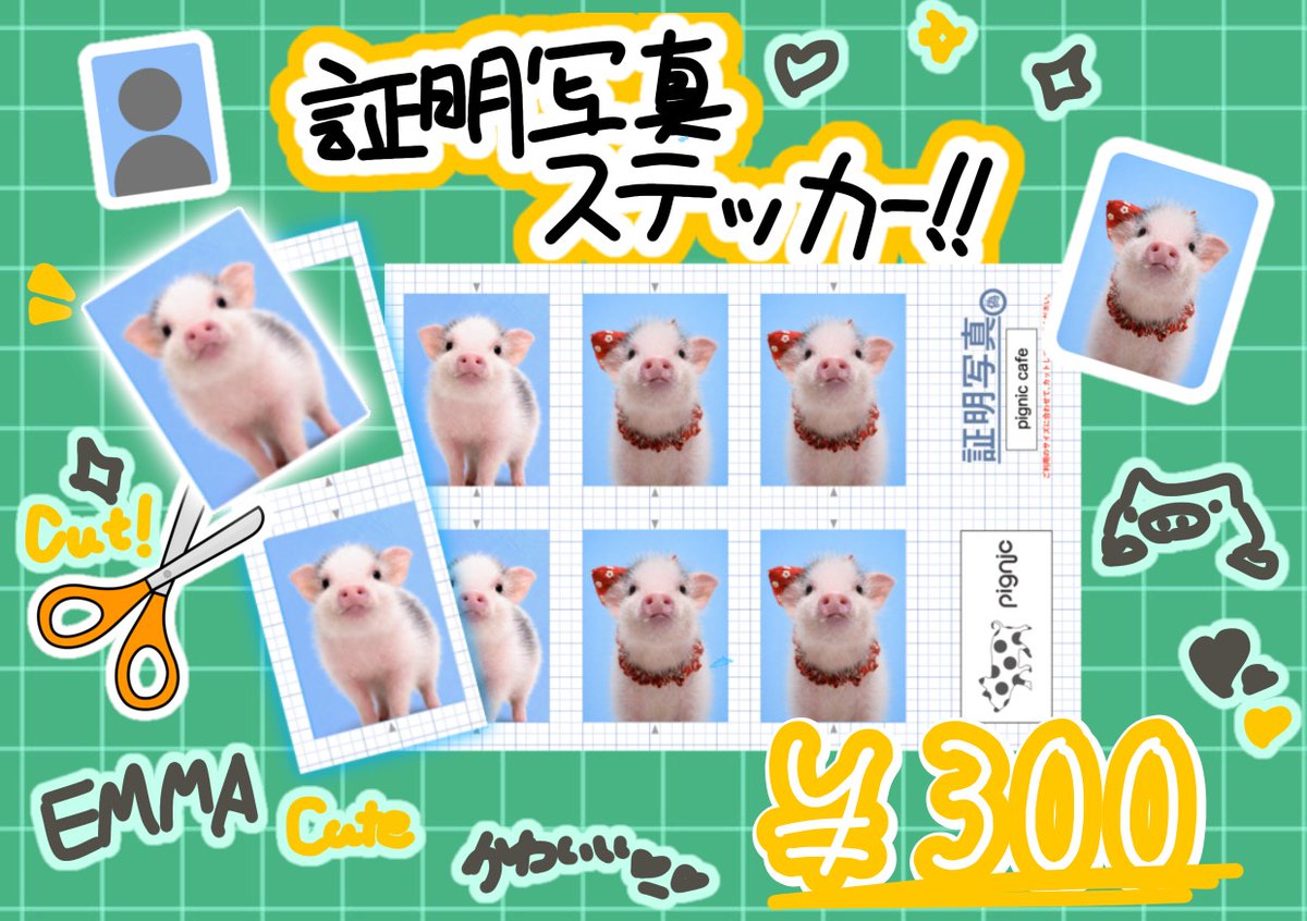 新商品情報】 pigちゃん免許証も発売中！✨✨ 第一弾は全6種類