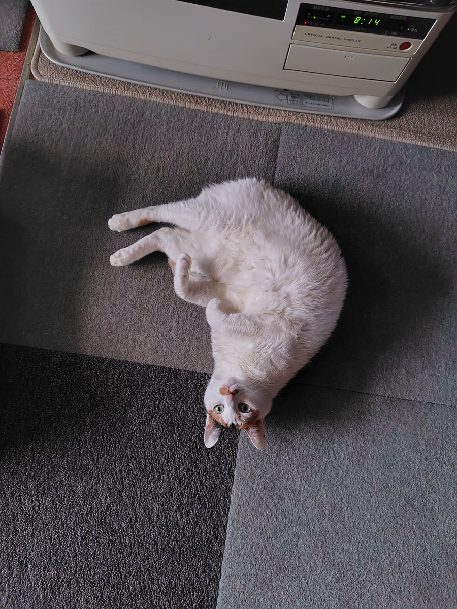 猫の日 うちの子達の最新の姿をのせておきます。