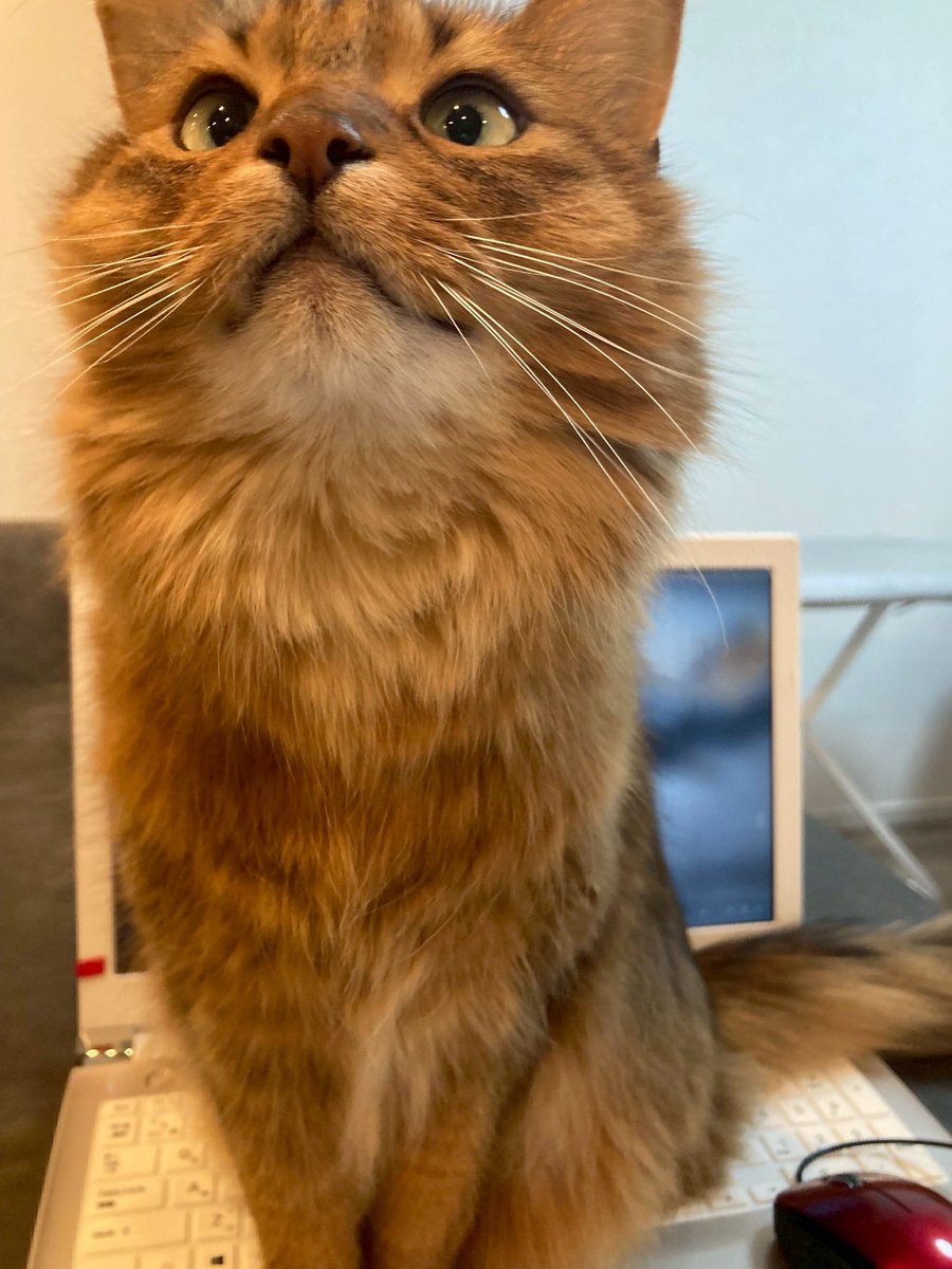 さすがに可愛いの天才さんすぎる