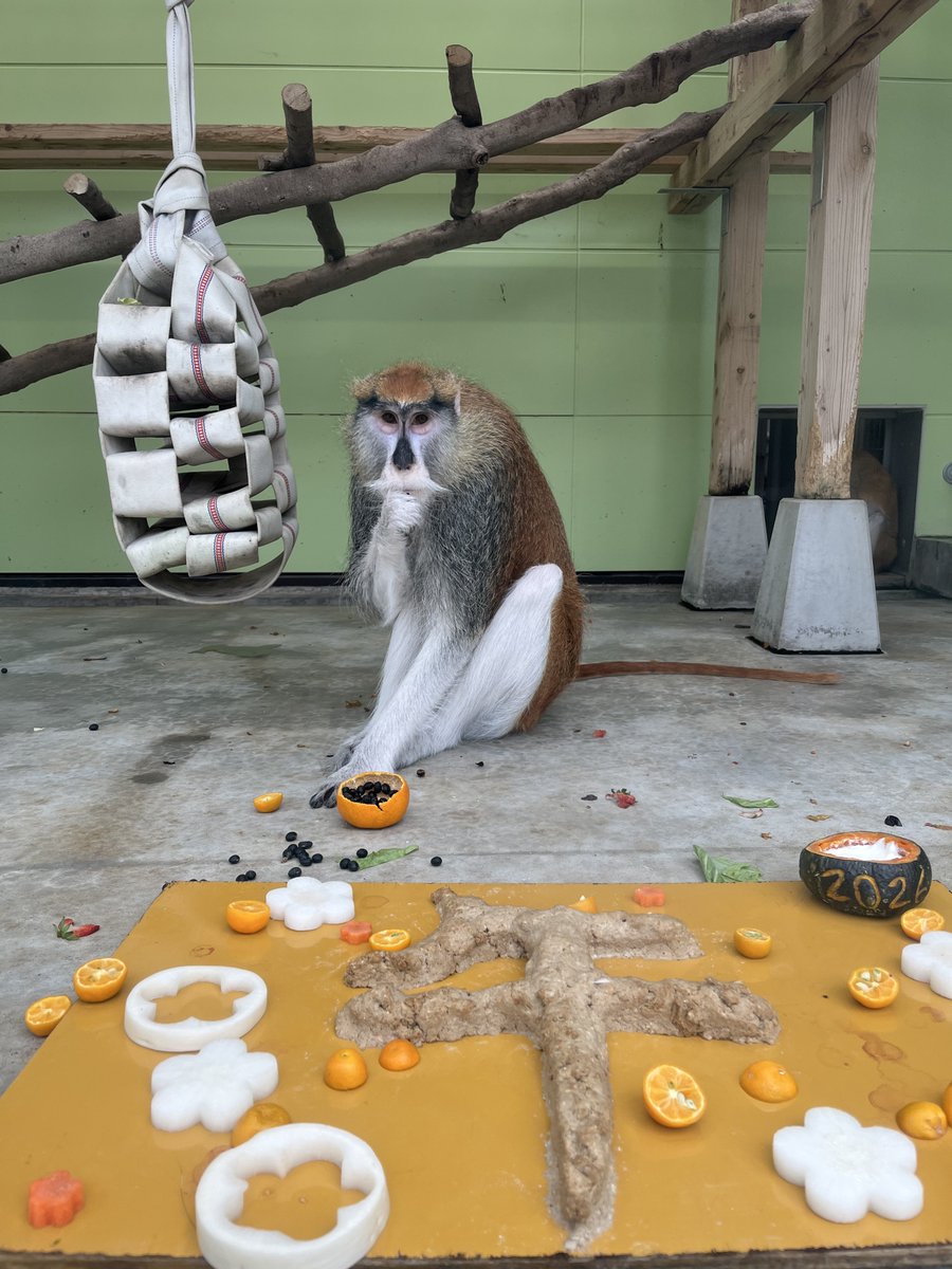 パンチ いや、 パタスです #サルはいいぞ #猿はいいぞ #パタスモンキー