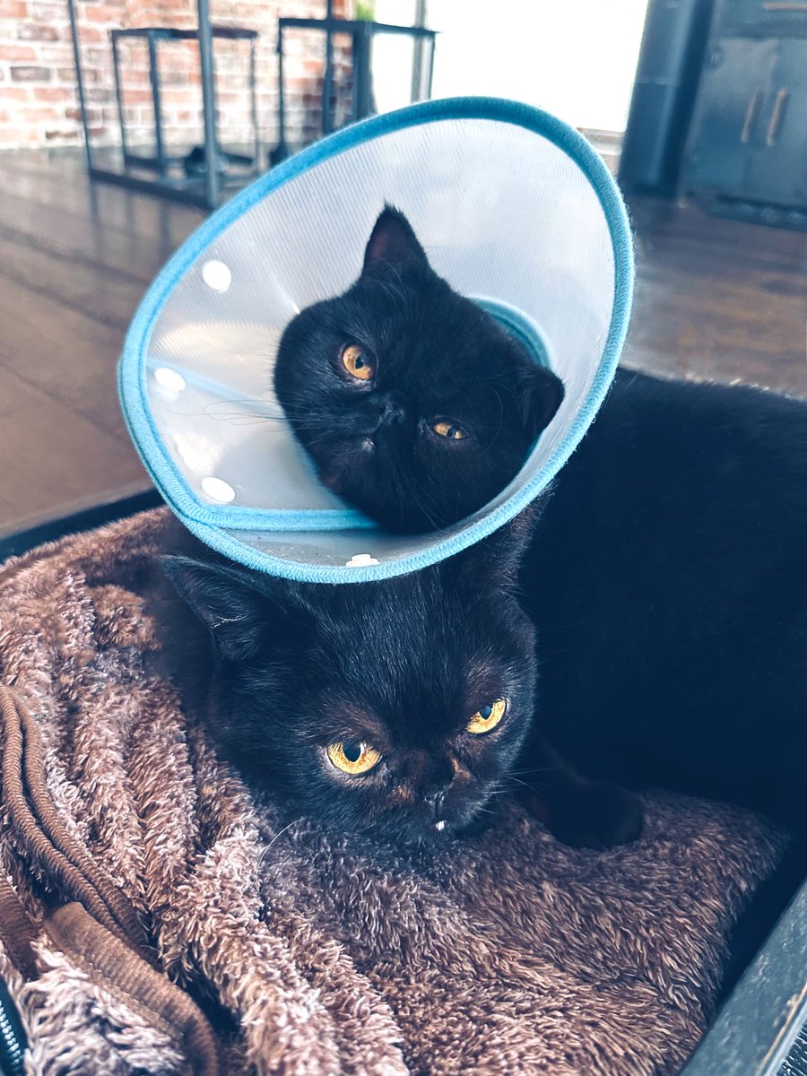 2月22日は 「猫の日」。 ということで猫に纏わるご報告デス。 有村クロ