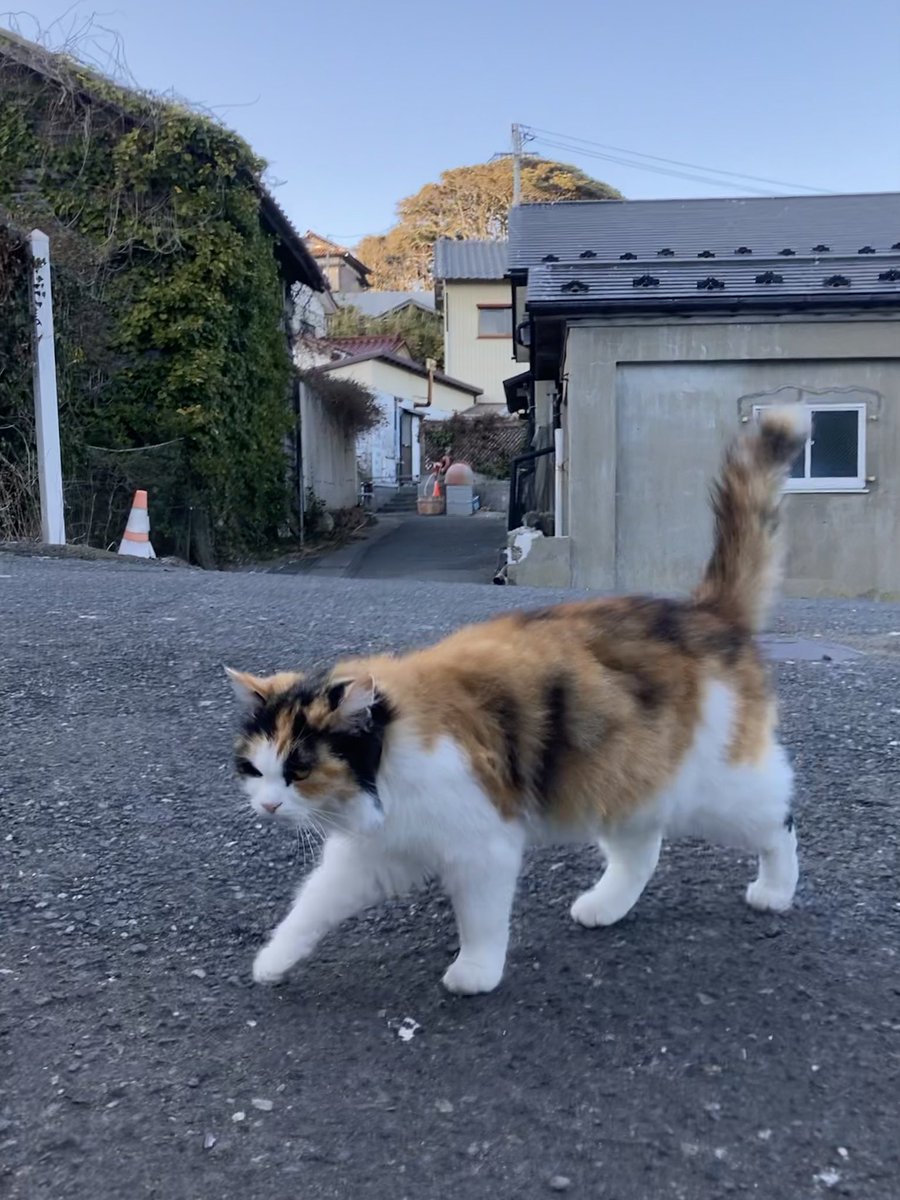 今夕の #仁斗田地区 #ポンプ置場 二代目ちゃめこ一家、早々に勢揃い