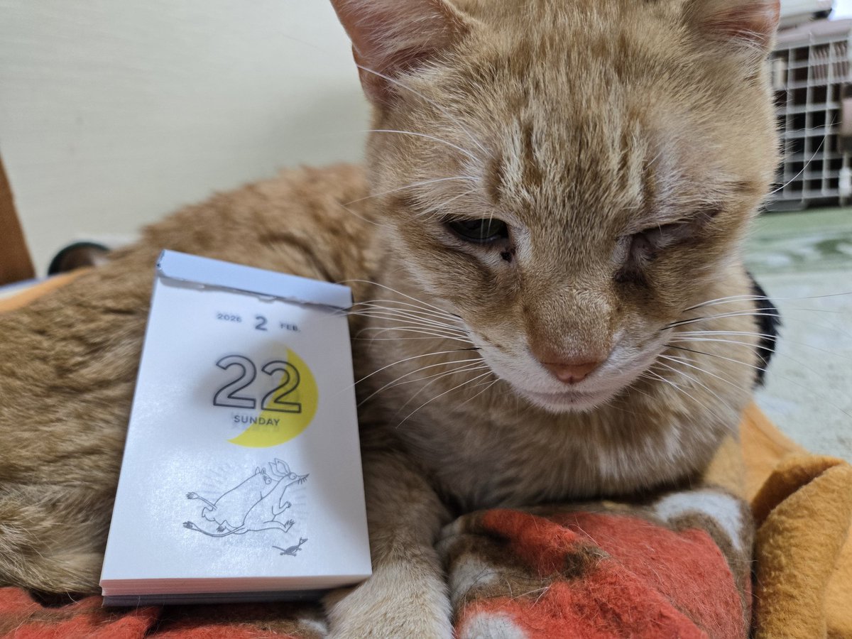 にゃんにゃんにゃん 茶とら🐈️寝起きzzz 黒ねこ🐈‍⬛ももは耳しか写ら