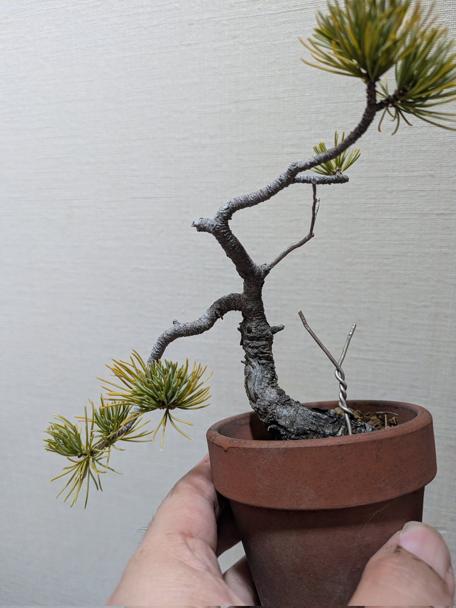 fujimax -盆栽HACKS- (@fujimax6) / Posts / X