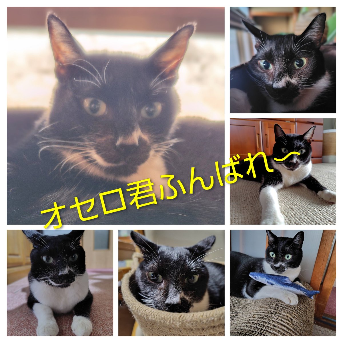 moka (@Moka0527Ramu) / Posts / X