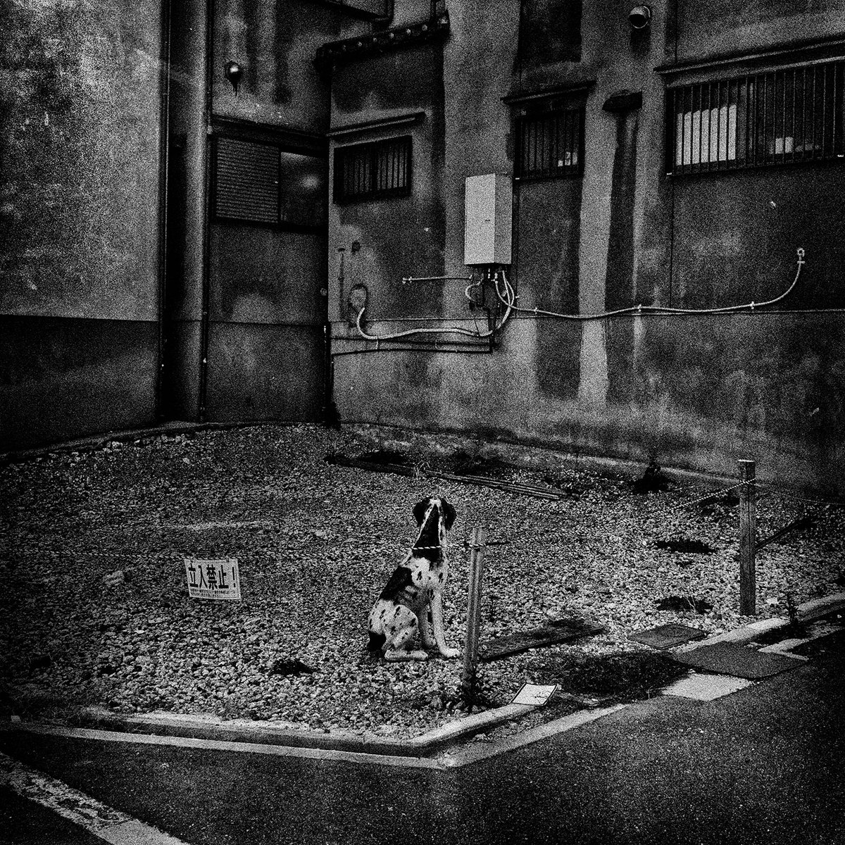 Monochrome of Escape