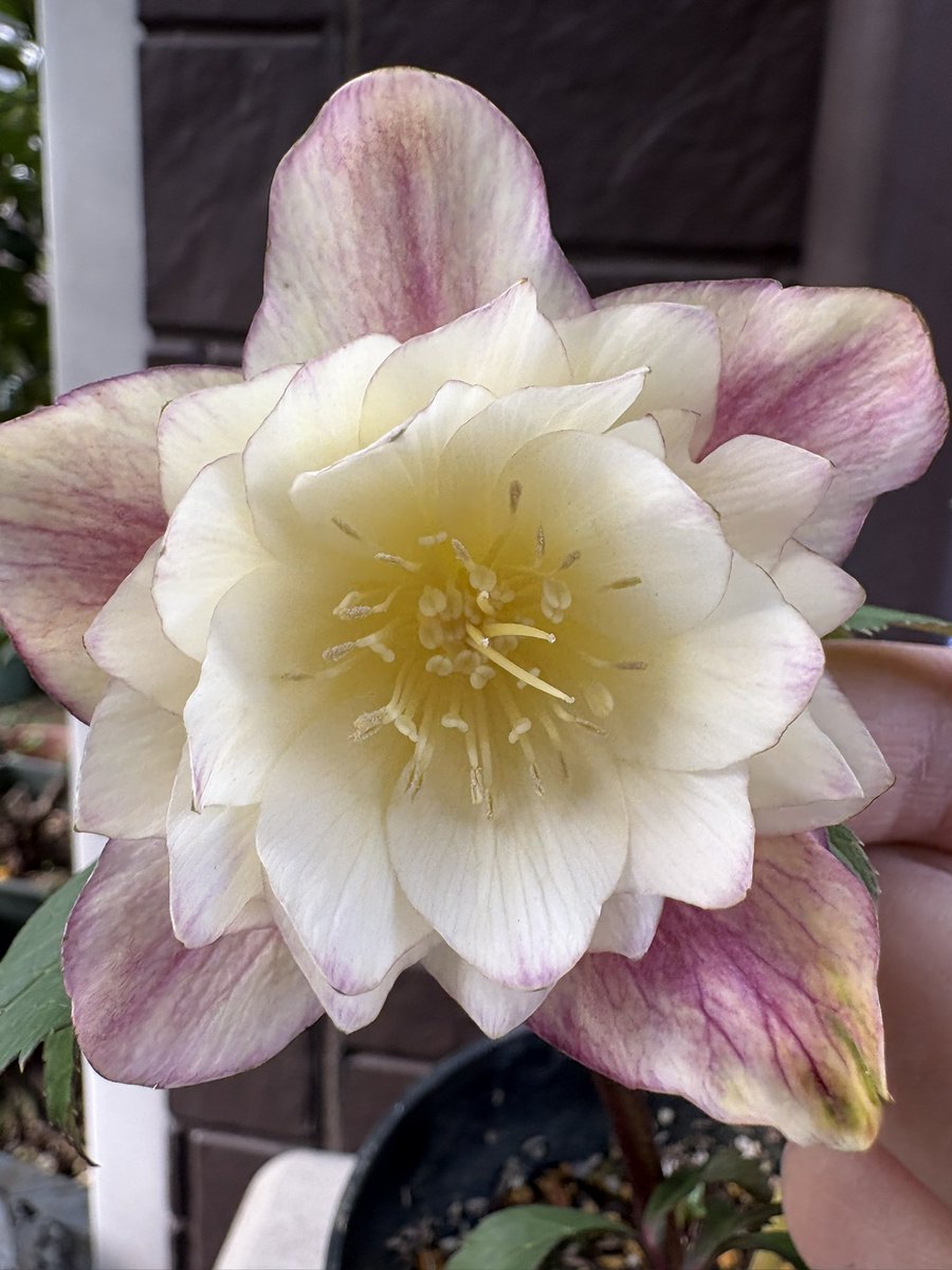 今朝も温かい♡や🔁有り難うございます🙇‍♀️✨ クリスマスローズ展で