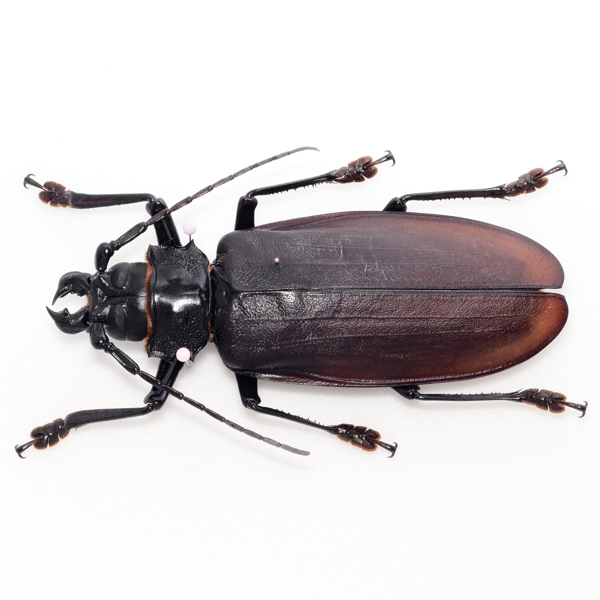 Titanus giganteus / French Guiana🇬🇫 世界最大の甲虫*として知