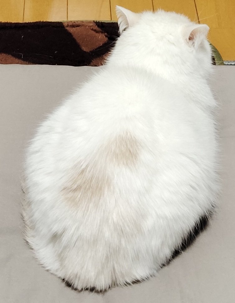 福ちゃん (@fukuchanwhite) on X