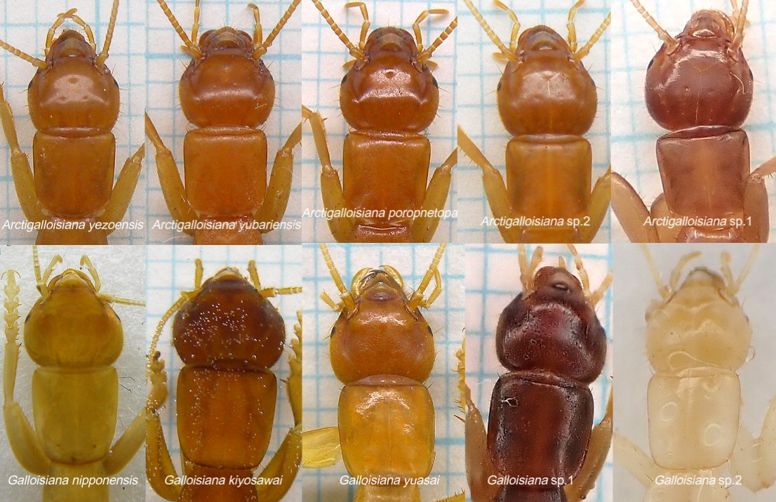 gecko / the eccentric explorer 𓆣 (@gecko28651371) / Posts / X