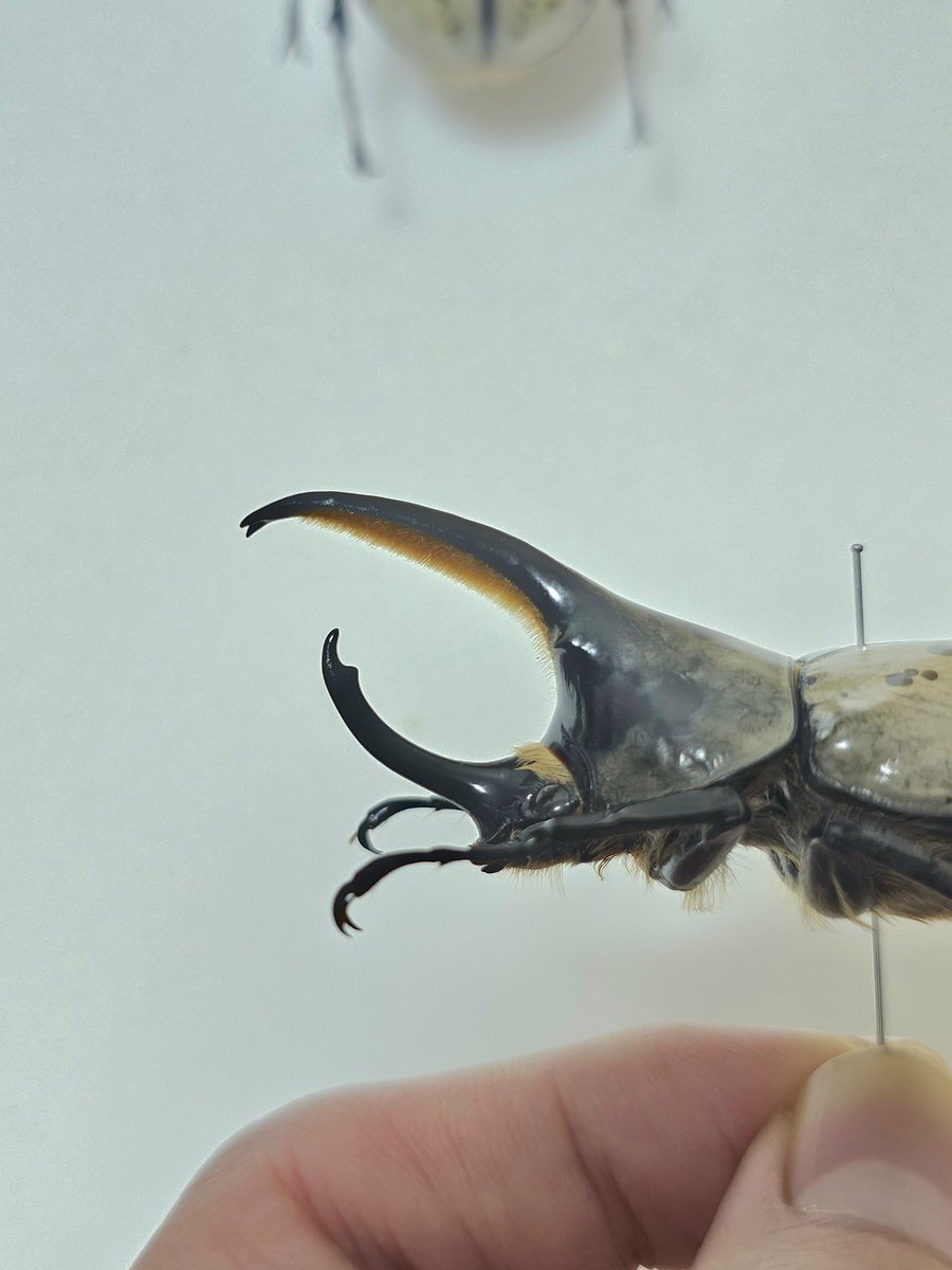 黒虫箱 (@Toshiyuki_MLK) / Posts / X