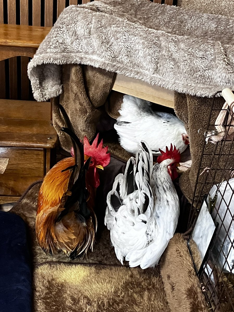 ことり百貨店 (@yorozuyaCotori) / Posts / X