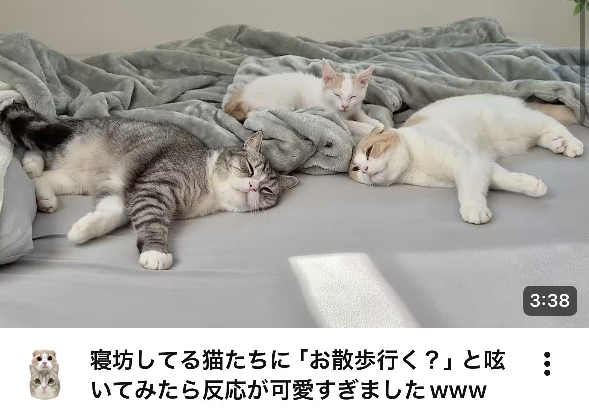もちまる日記