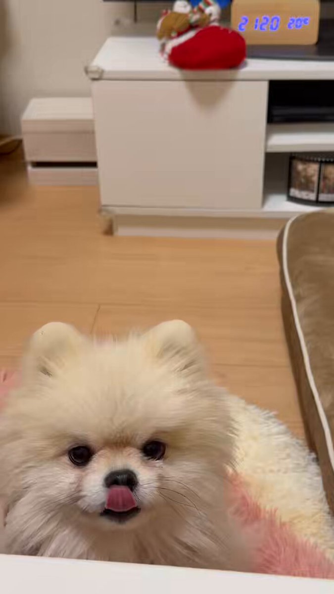 ポメラニアン
