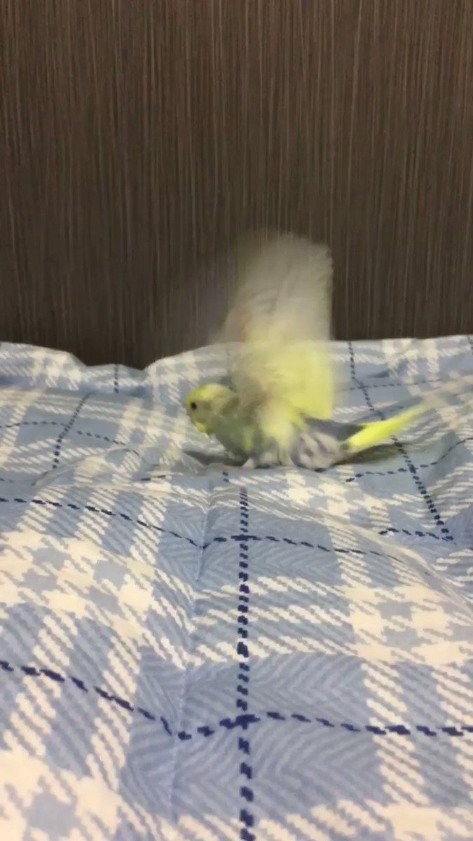 るるる (@rururutte) / Posts / X