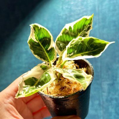 Cryptocoryne sp. Min-1 Philippines【LA1223-01z】 宝石クリプト