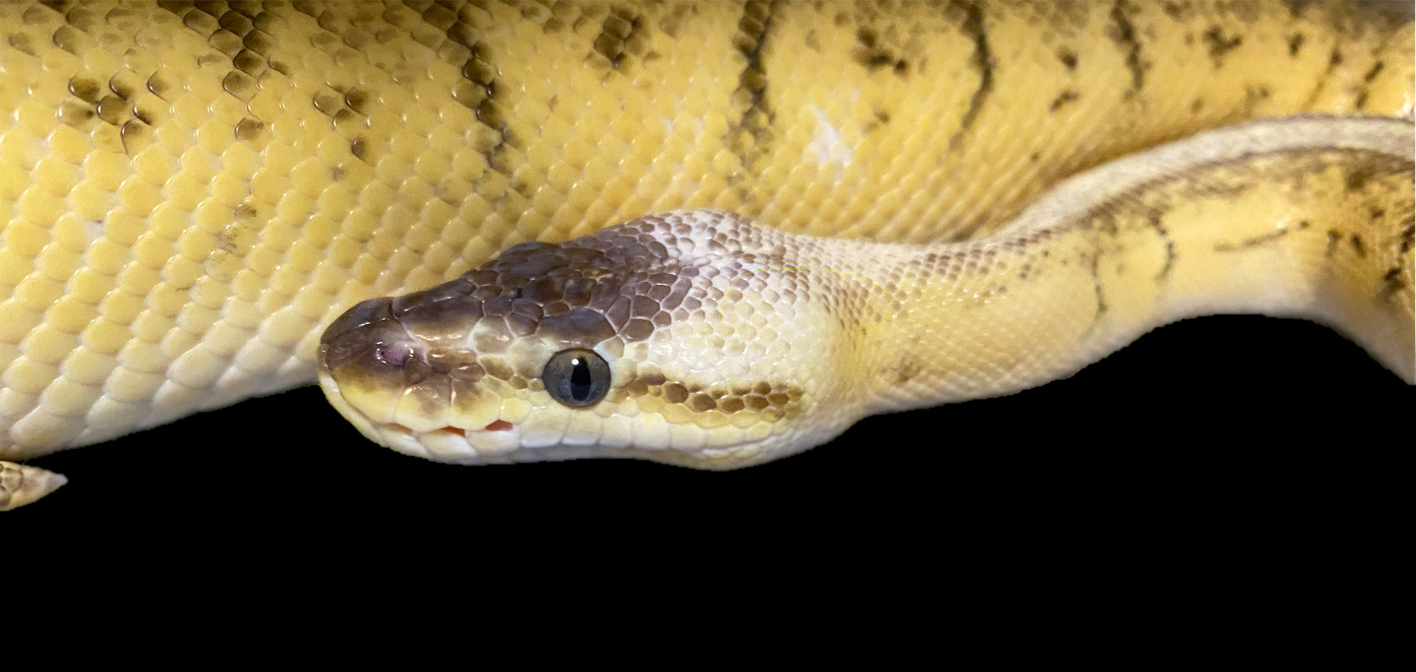 2024年版】ボールパイソン飼育のすべて！初心者から上級者まで必見の